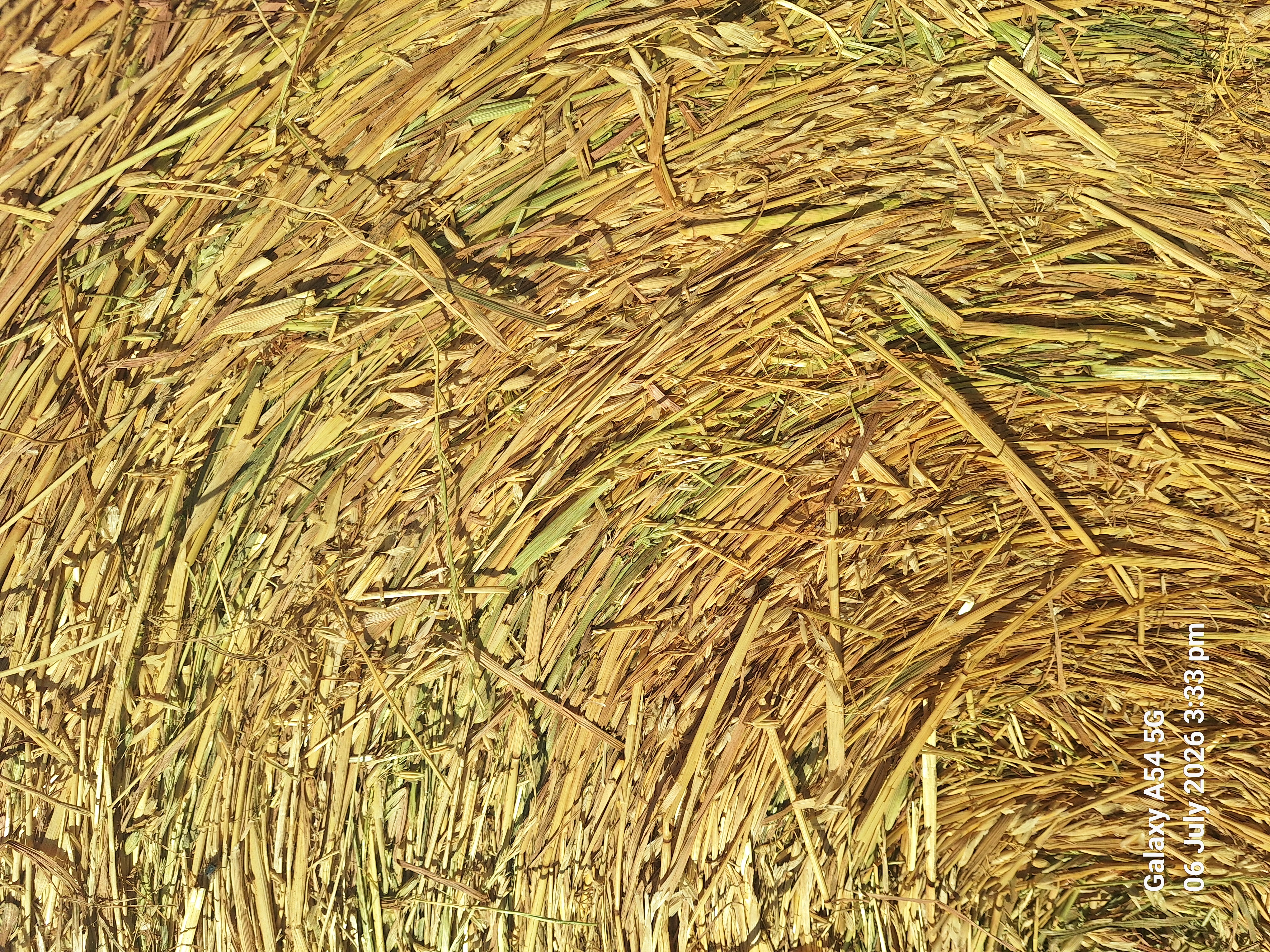 hay and grain 6
